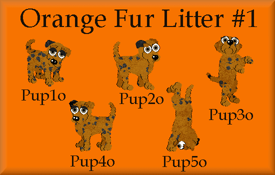 Orange fur litter #1
